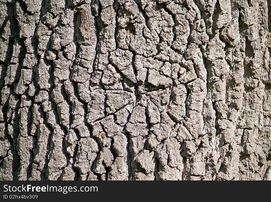 The texture of oak. Cobweb