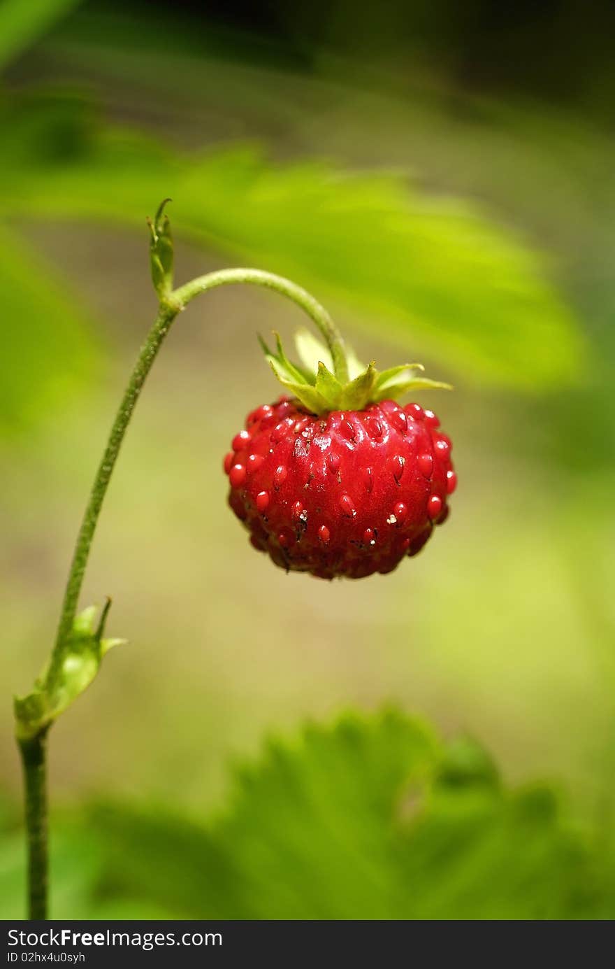 Growing wild strawberry in the forest seen