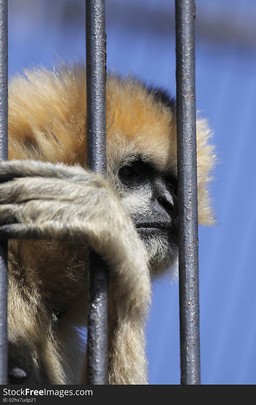 Northern white-cheeked gibbon over the bars in Usti nad Labem zoo, Czech Republic.