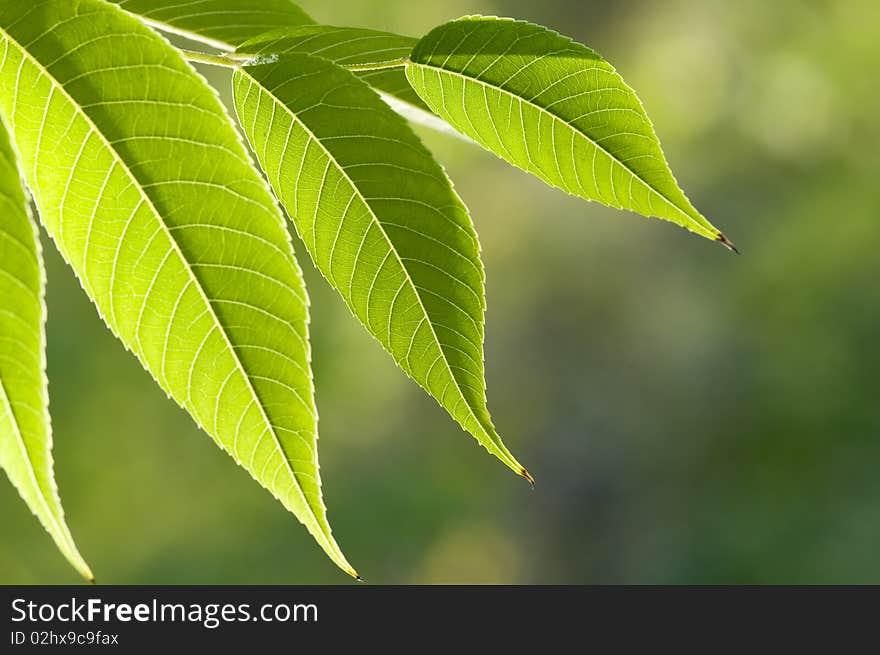 Green leaves photographed in sunshine backlite