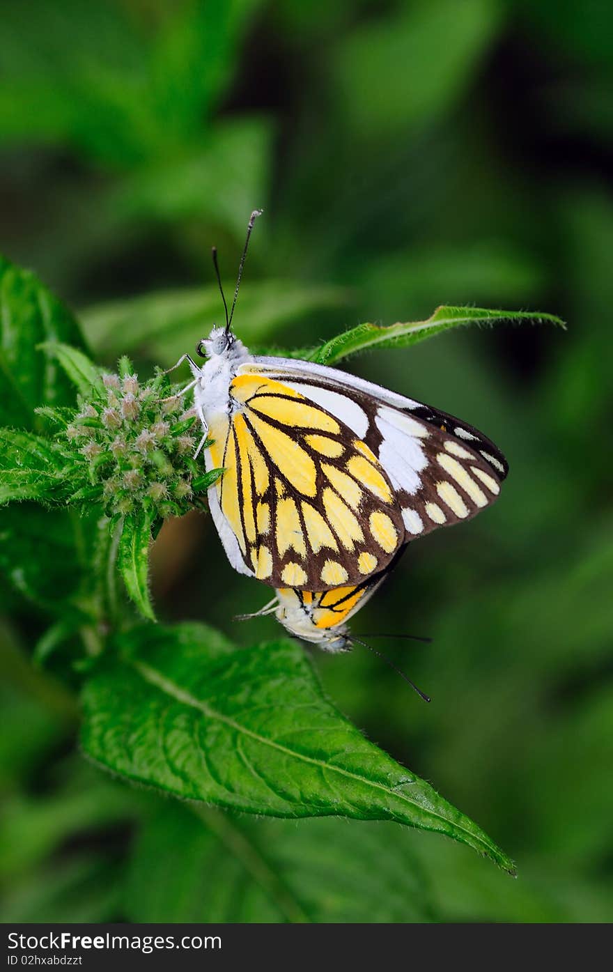 Two beautiful yellow butterflies mating at a local garden