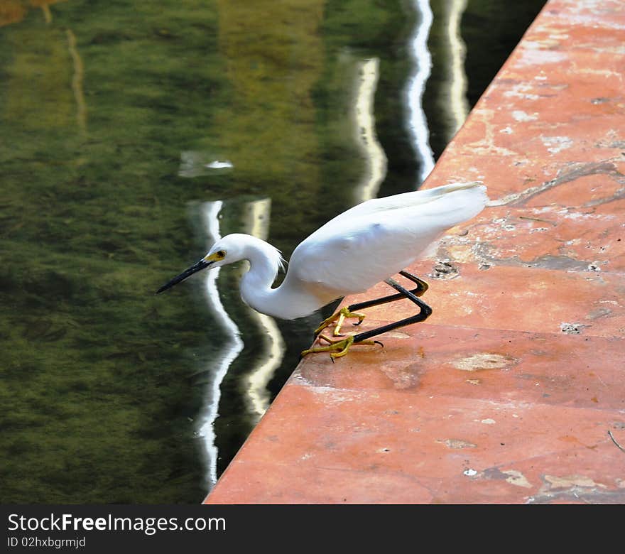 Heron - Fisher.