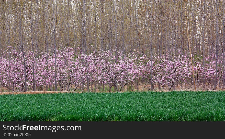 In spring, the peach blossoming-----