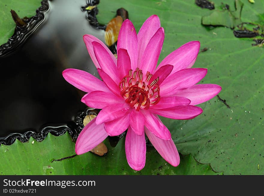 Close up photo of a beautiful pink water lily