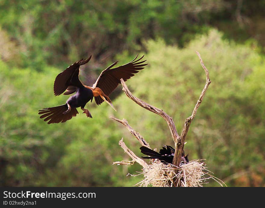 An african darter comes into land on a dead tree in the middle of Cariega Lake. An african darter comes into land on a dead tree in the middle of Cariega Lake.