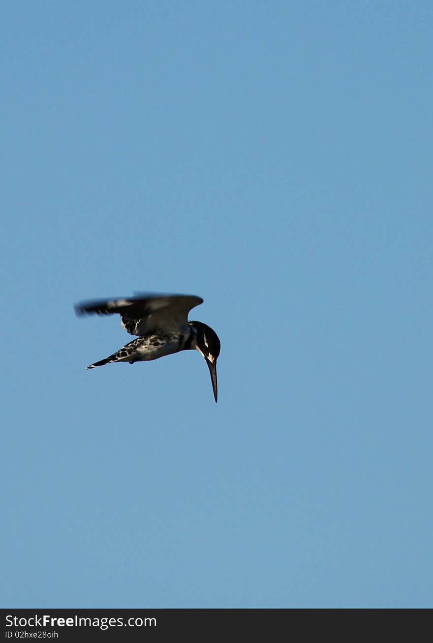 A Pied kingfisher hovers above a lake watching carefully for any movement in the waters below.