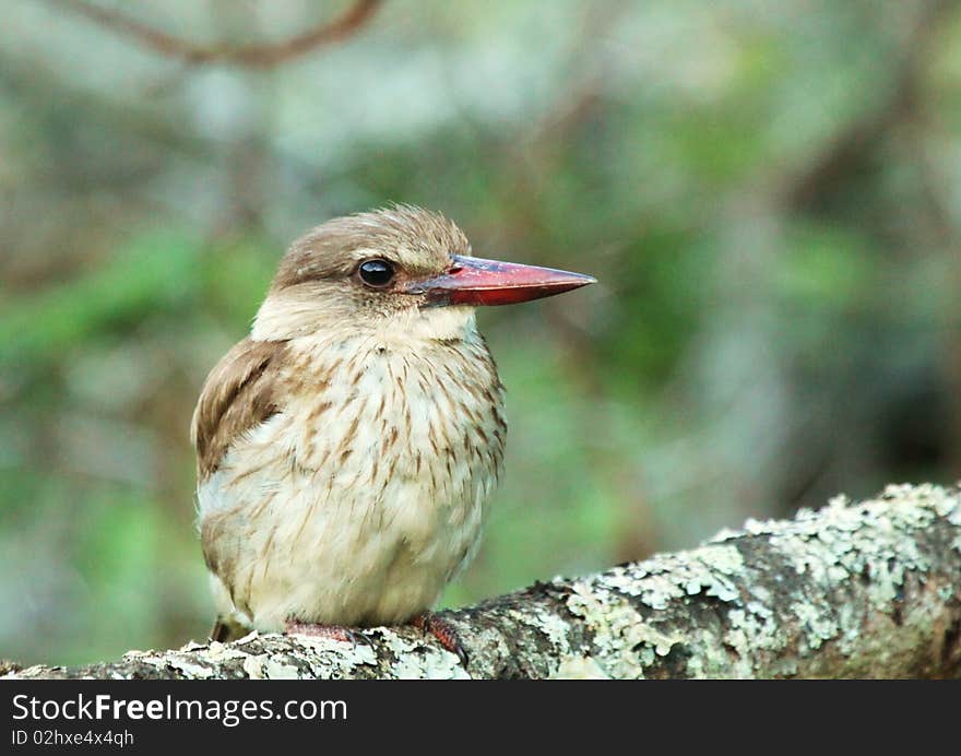 A Brown hooded kingfisher sits as calm as can be on a tree stump seemingly relaxing. A Brown hooded kingfisher sits as calm as can be on a tree stump seemingly relaxing.