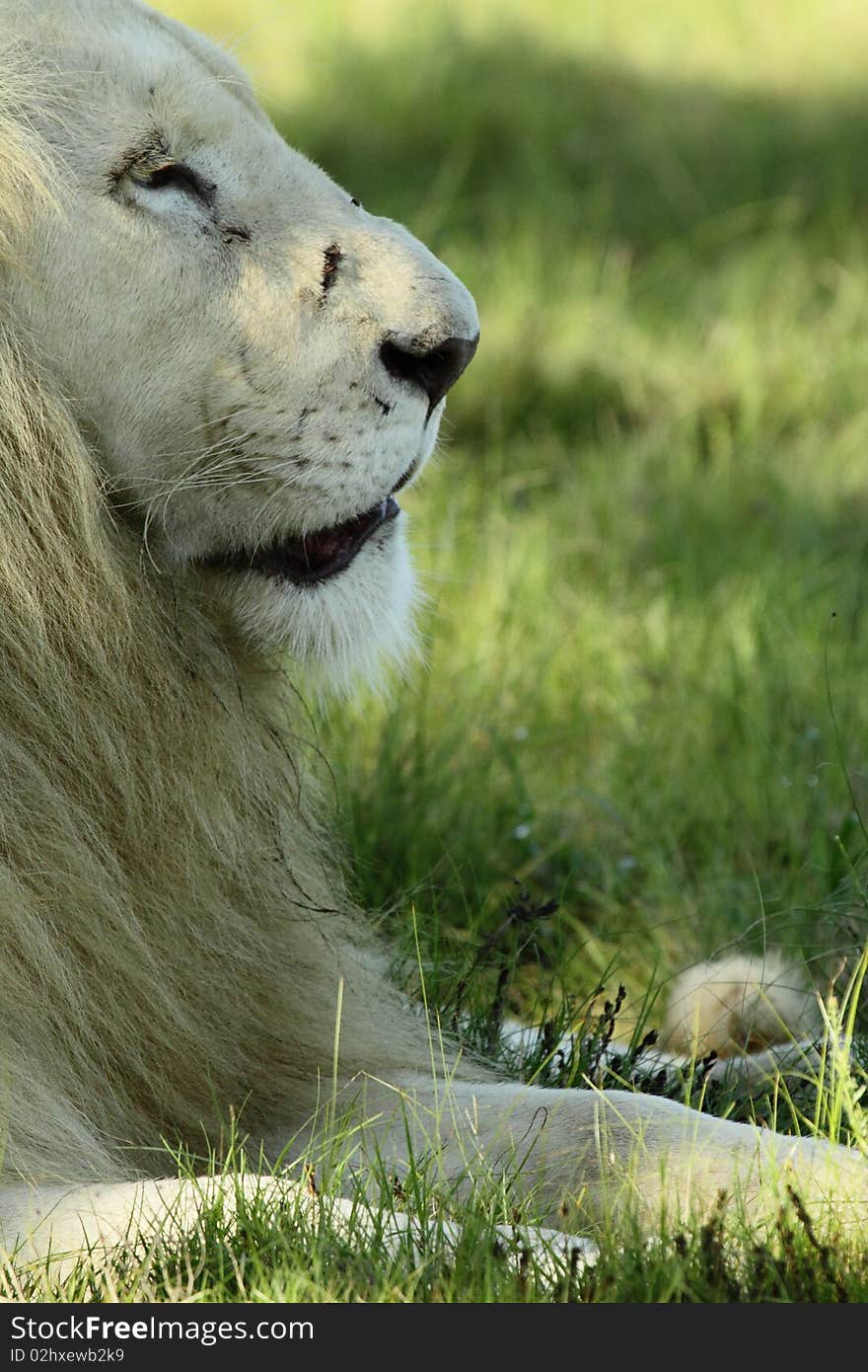 A white lion sits staring off into the distance just a couple of days after taking a hard knock to the face from a lioness. A white lion sits staring off into the distance just a couple of days after taking a hard knock to the face from a lioness.