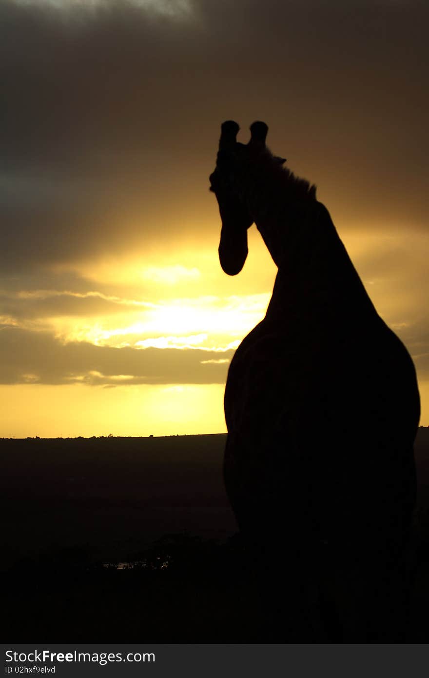 Giraffe: Follow the sunset