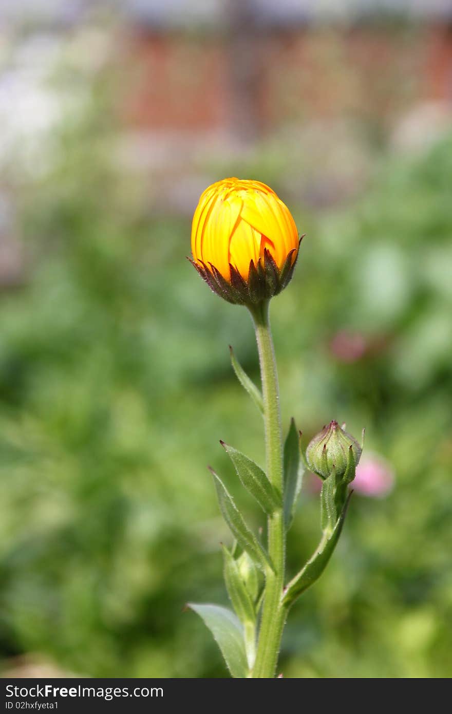 Two young buds on close up shot . Two young buds on close up shot .