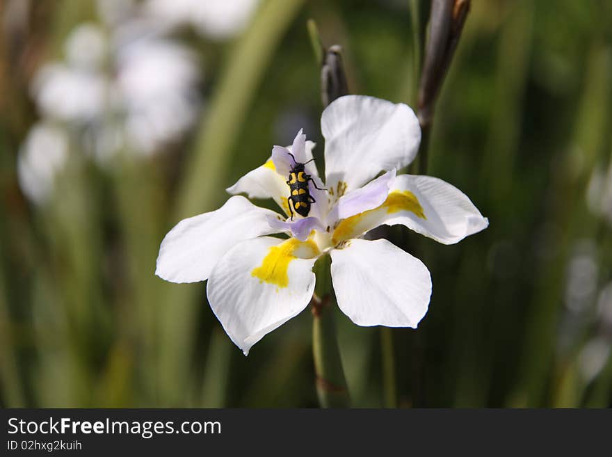 Longhorn Beetle On Iris