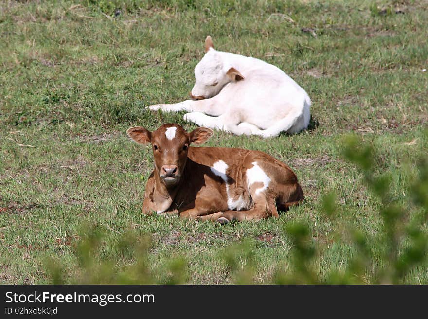 Nguni cattle - two calves