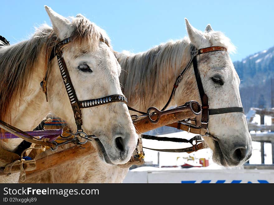 Two piebald horses on bright winter day. Two piebald horses on bright winter day