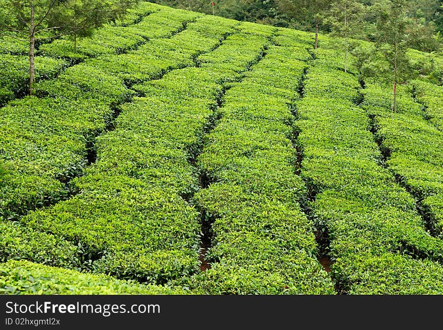 Tea Estate