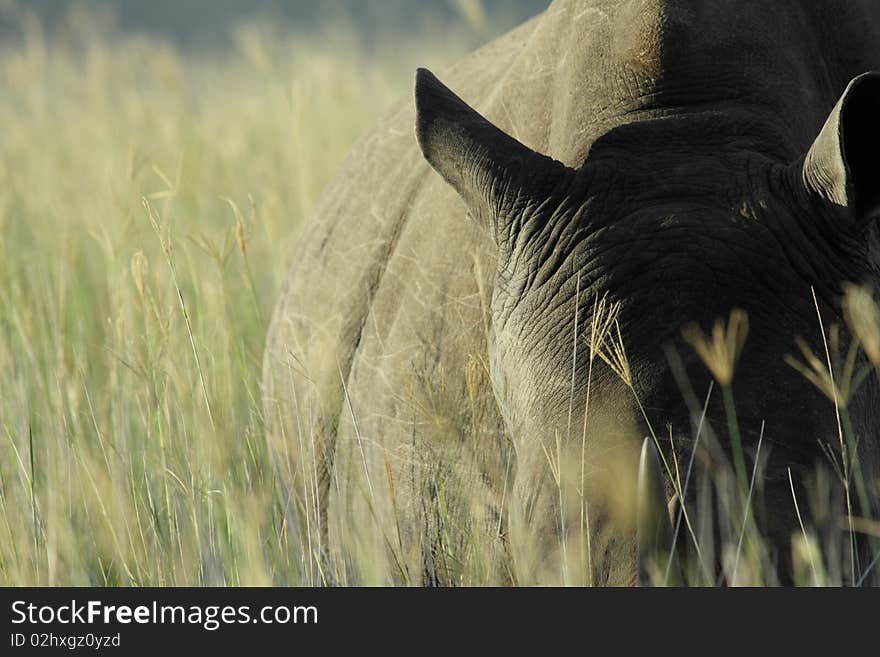 Rhino In The Grass