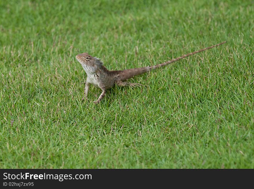 A garden lizard strolling in the grass