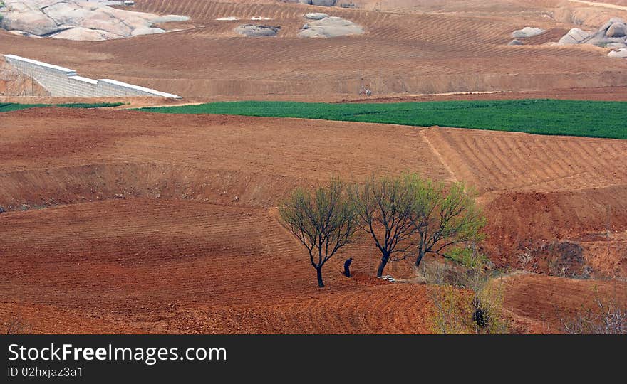 Spring Fields