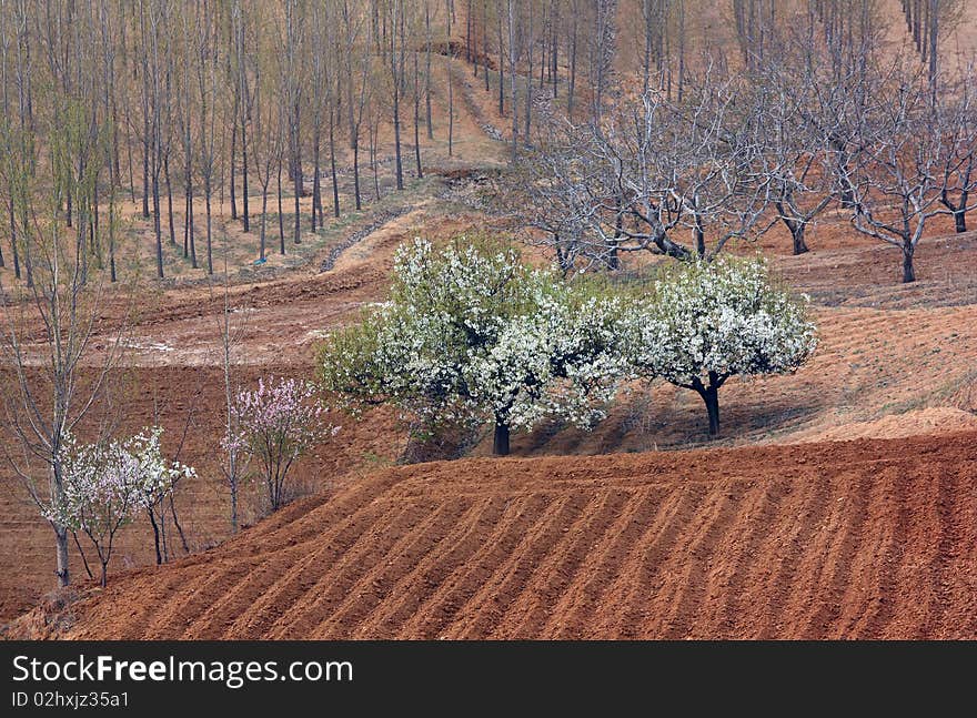 Trees and fields in spring.