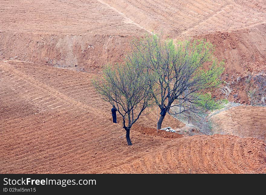 Spring comes, farmers began plowing.