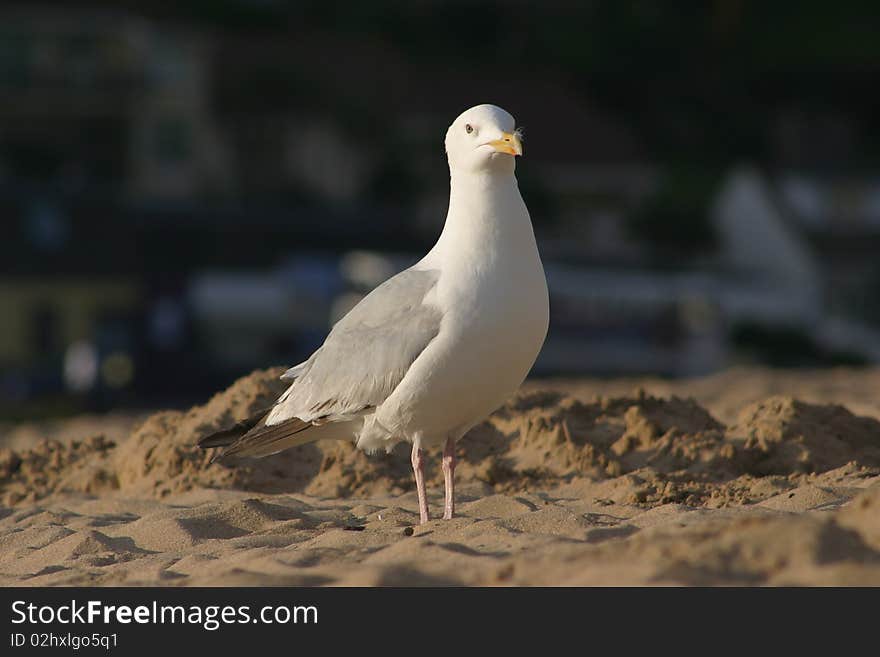 Seagull