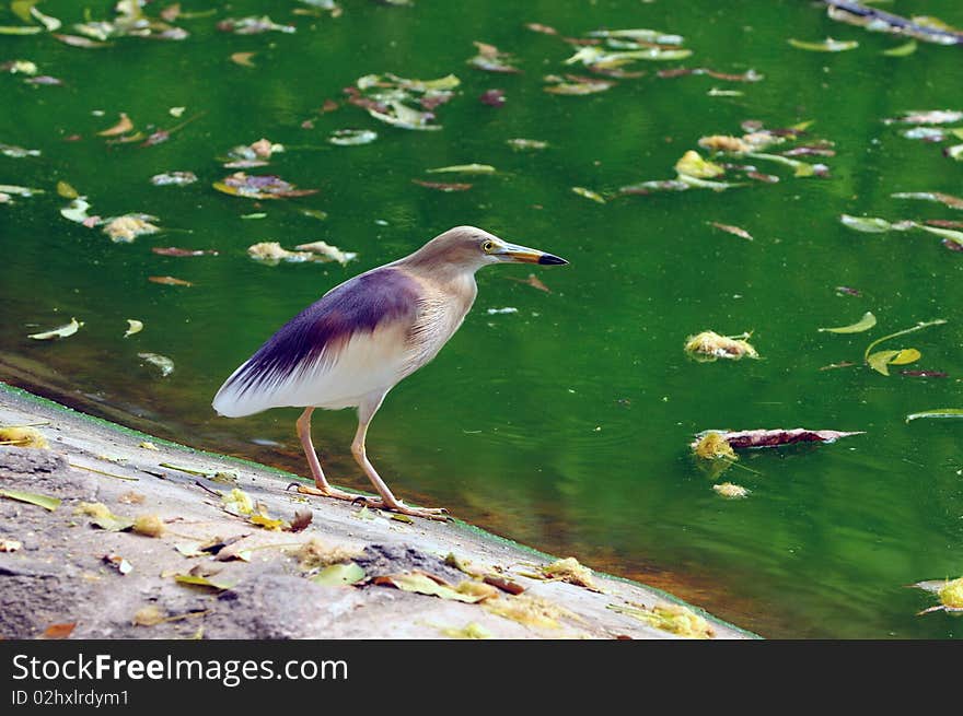 Indian Pond Heron