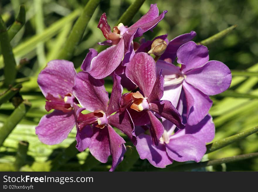 Tropical flowers. Orchids of Borneo. Growing in the nature. Tropical flowers. Orchids of Borneo. Growing in the nature.