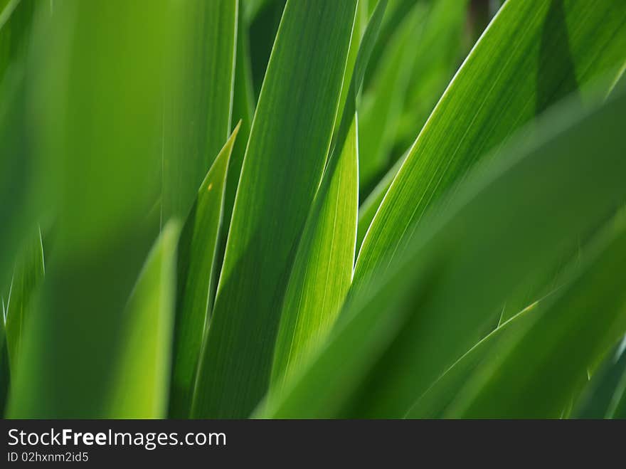 Closeup of iris leaves