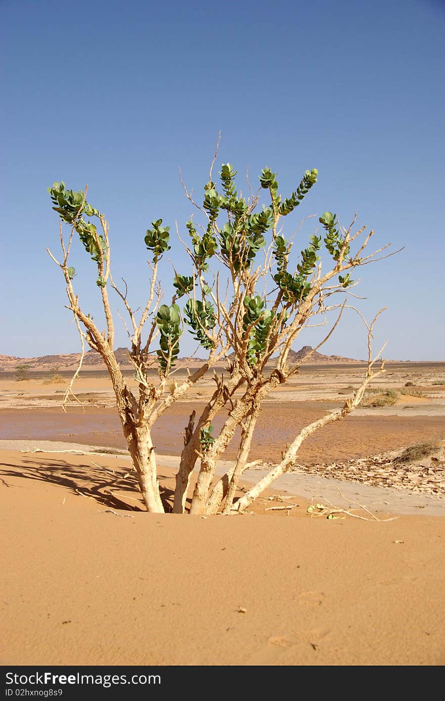 A tree in the desert of Libya, in Africa. A tree in the desert of Libya, in Africa