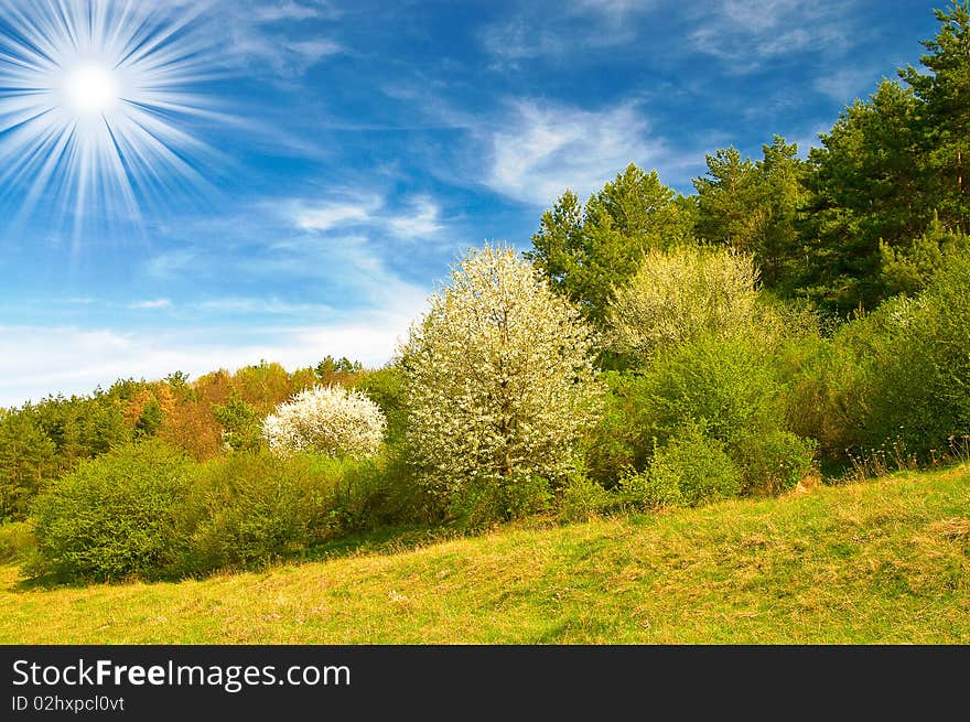 Beautiful sun above spring forest by spring.