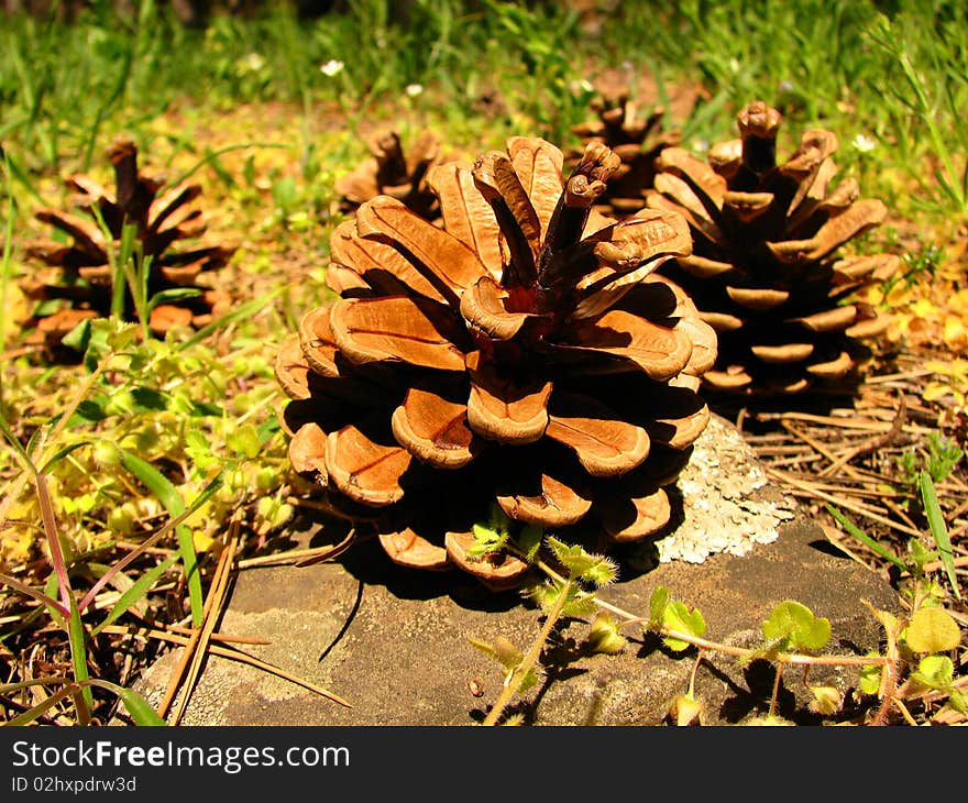 Three pine cones fallen to the earth. Three pine cones fallen to the earth.