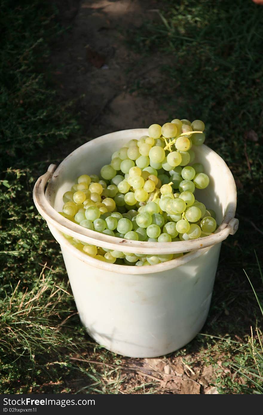 Harvested grapes in a vine in Urlati Romania. Harvested grapes in a vine in Urlati Romania