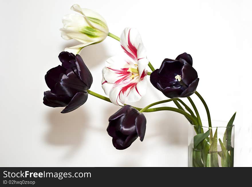 Group Three tulips blacks on white background