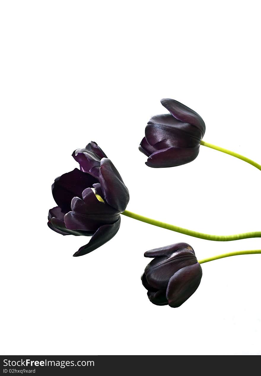 Group Three tulips blacks on white background