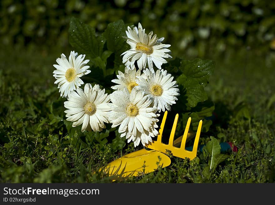 Flowers of different colors and types to be planted in a garden. Flowers of different colors and types to be planted in a garden