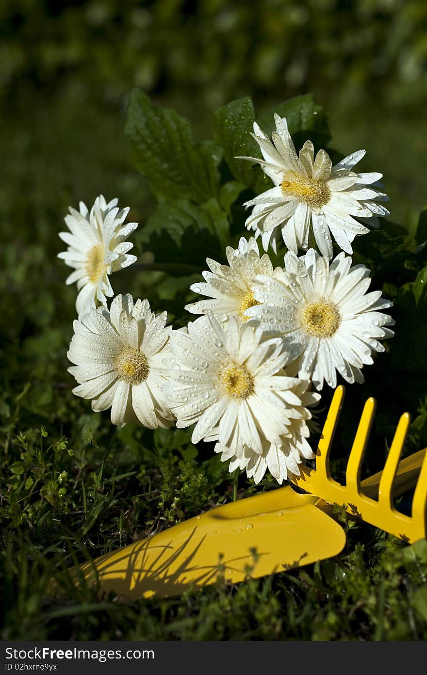 Flowers of different colors and types to be planted in a garden. Flowers of different colors and types to be planted in a garden