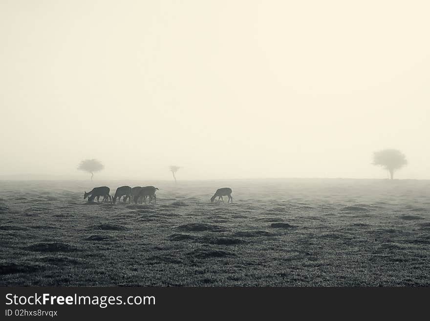 Deer on a foggy morning