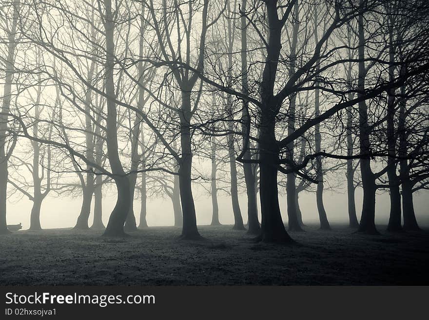 Early morning sunlight through a misty wood. Early morning sunlight through a misty wood