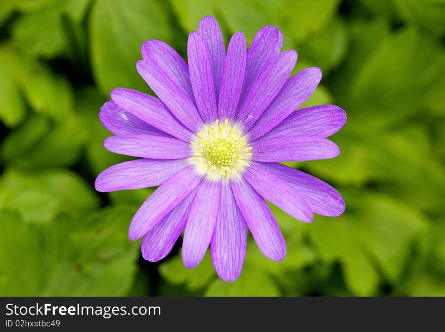 Closeup Of A Pink Daisy