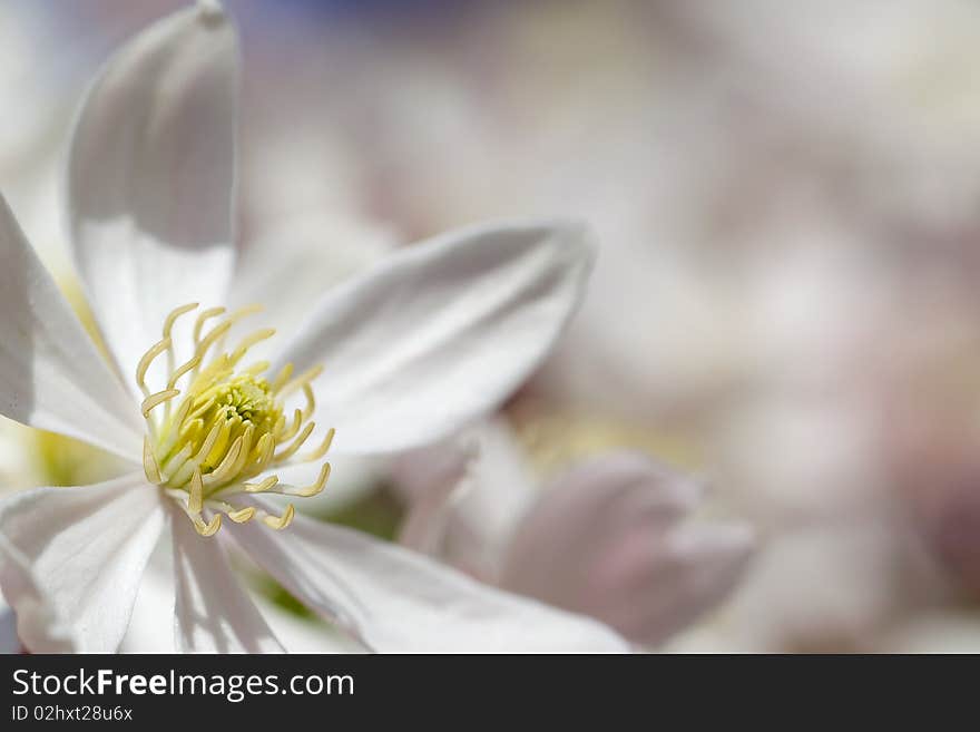 Clematis Armandii flower