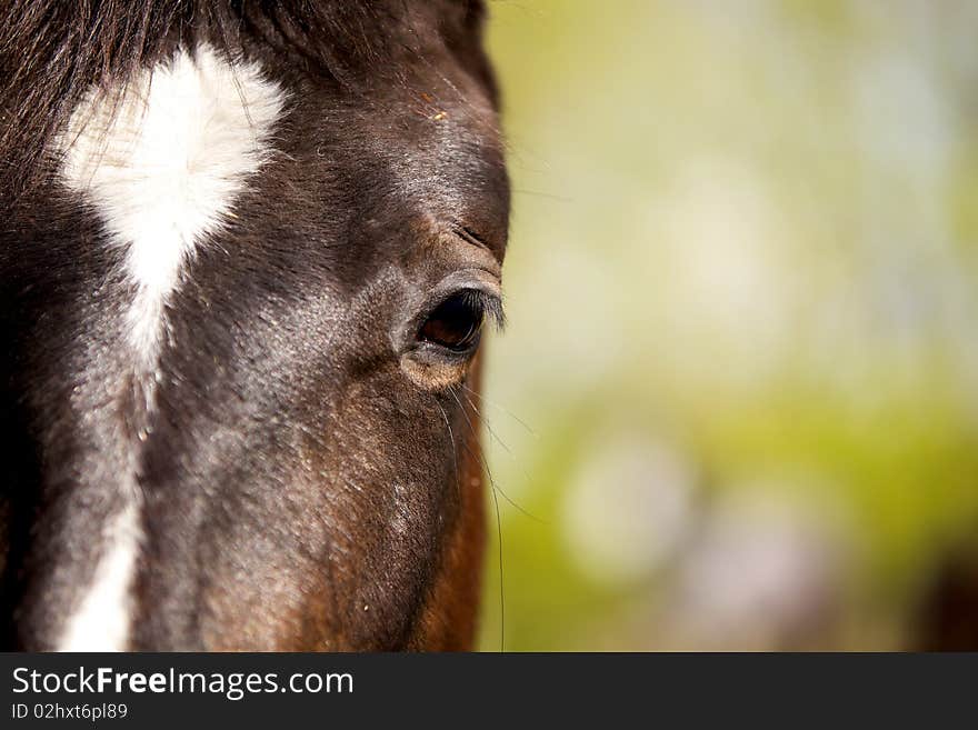 Closeup of a horse eye