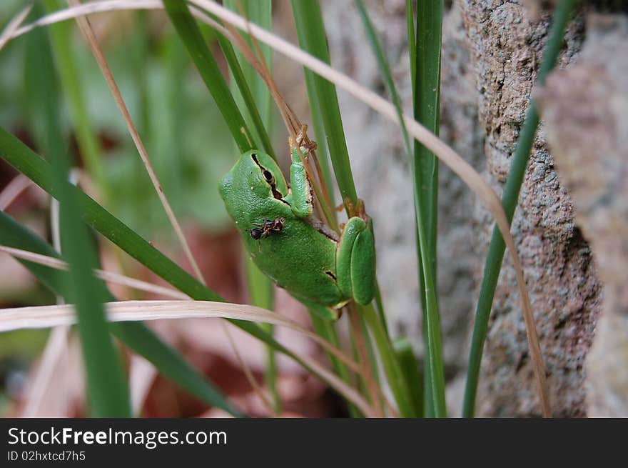 Green frog in a forest in springtime