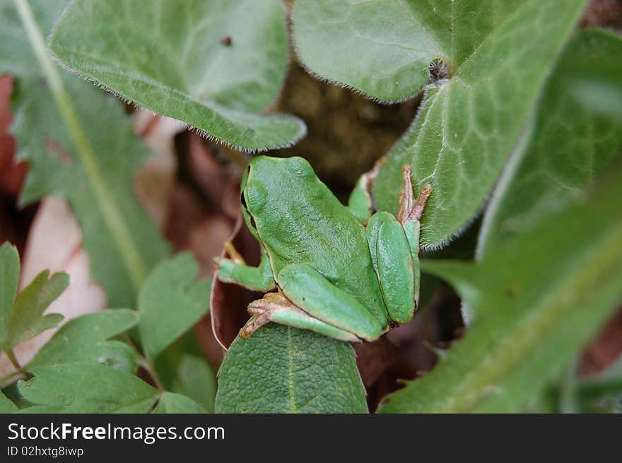 Green frog in a forest in springtime