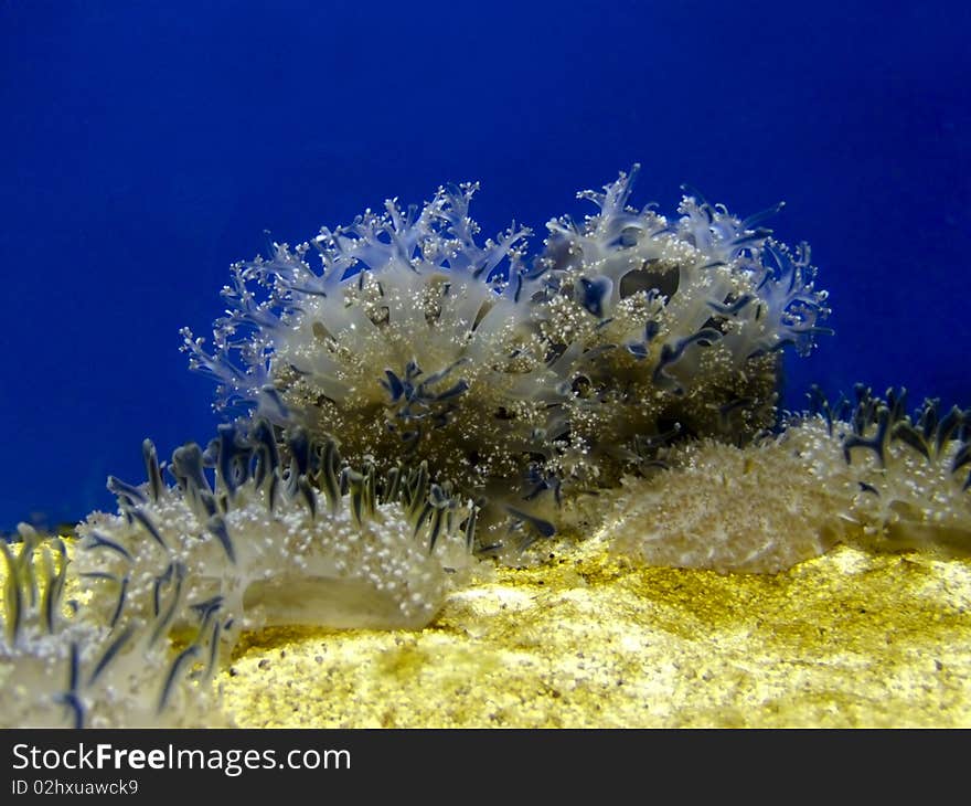 Underwater view of marine vegetation growing on rock in Maldive sea