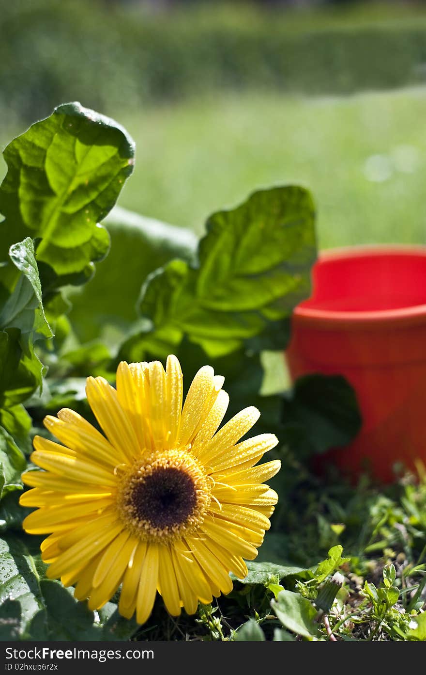 Flowers and gardens