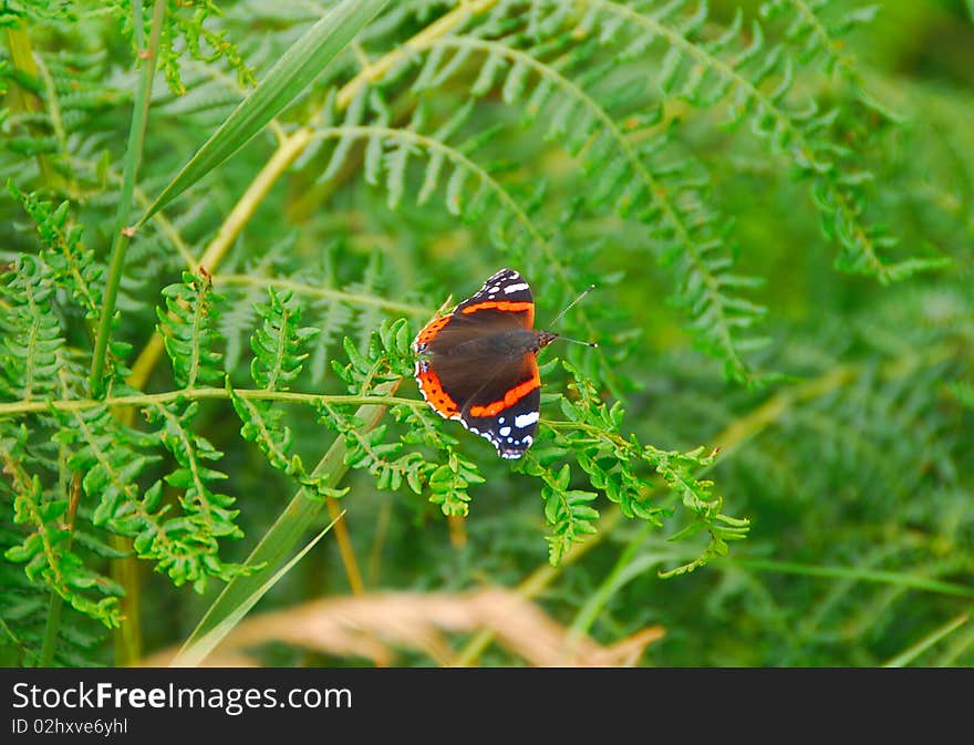 Red Admiral - Vanessa atalanta