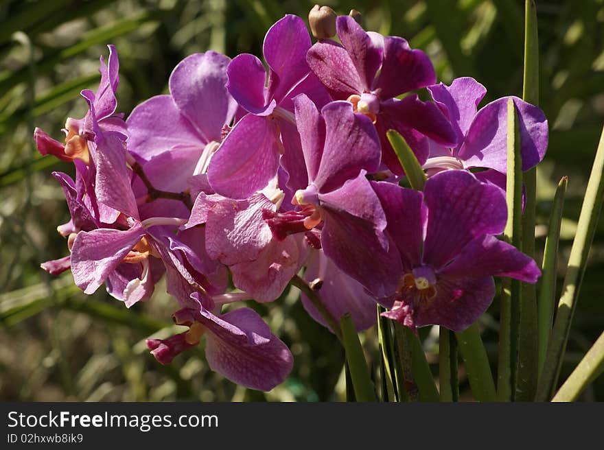 Wild orchids of high-mountainous Borneo. The paradise fallen asleep butterflies. Wild orchids of high-mountainous Borneo. The paradise fallen asleep butterflies.