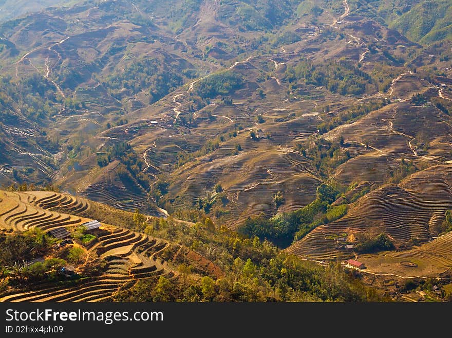 Stairways Rice Fields