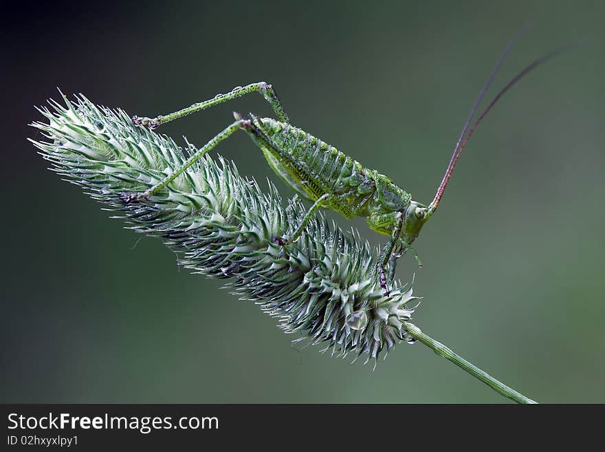 Green grasshopper on a green bent in green background