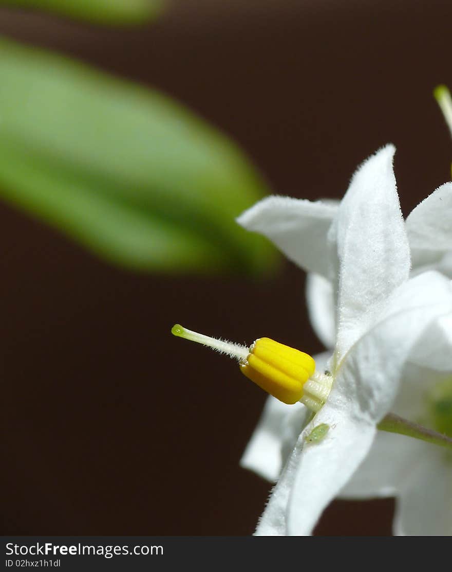 A small white spring blossom vitality concept