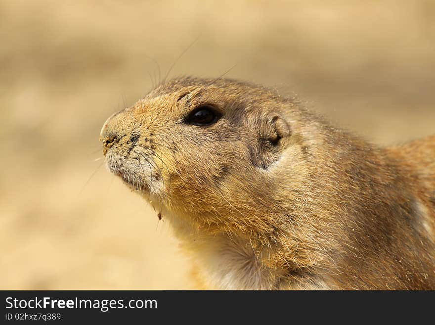 Portrait of a prairie dog